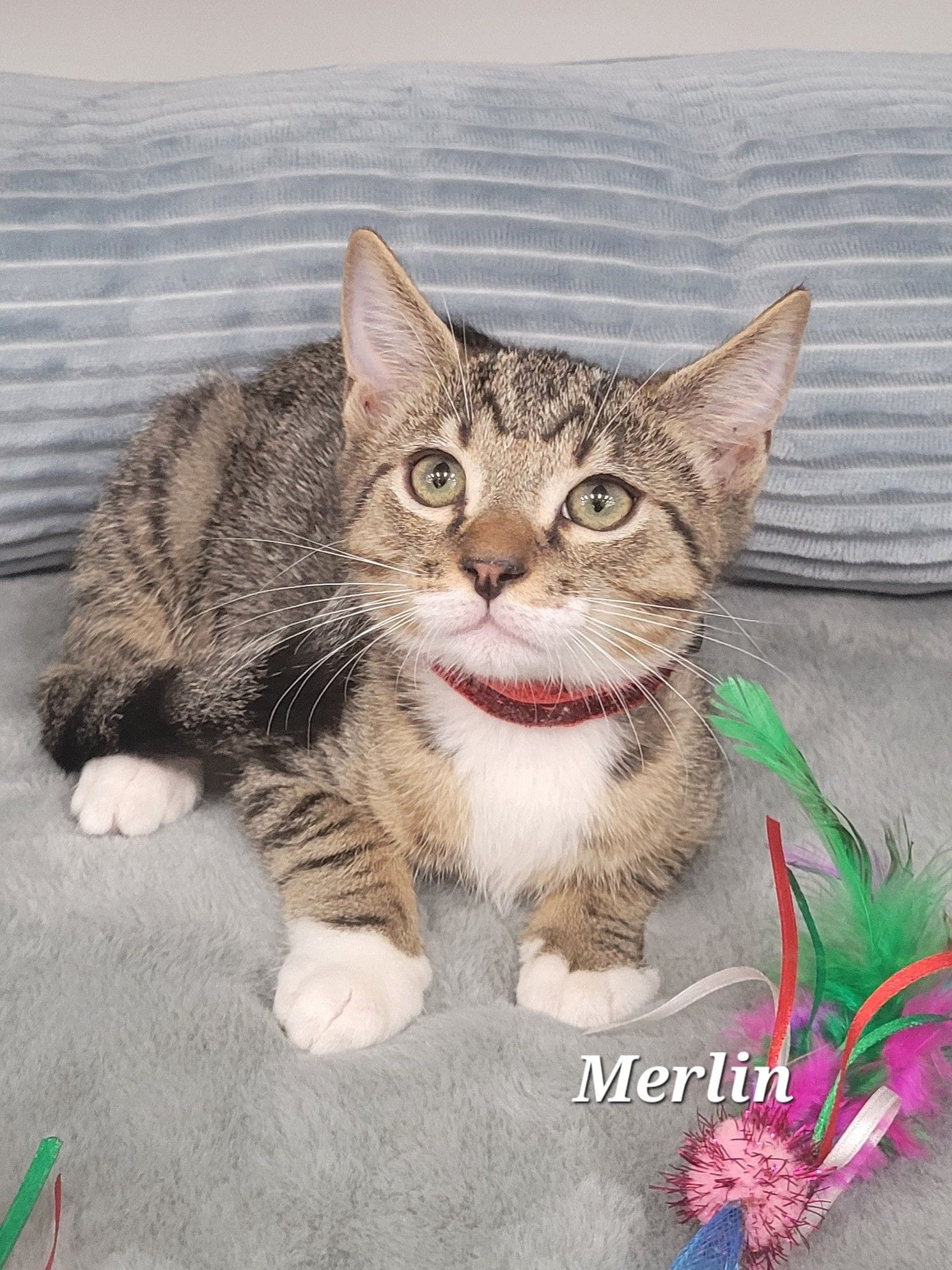 Merlin Merlin